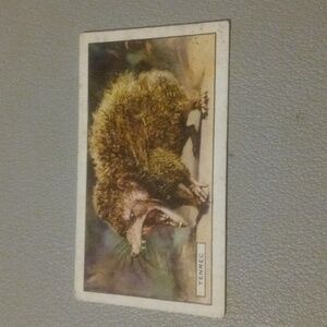 Gallaher Wild Animals #16 Tenrec 1937 Cigarette Card (CC38)